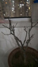 中夢(mèng)海棠花盆栽樹(shù)苗老樁長(cháng)壽冠陽(yáng)臺庭院花卉綠植物盆景 長(cháng)壽冠海棠 8年大苗 1棵 不含盆 曬單實(shí)拍圖