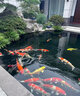 錦之祥漁場(chǎng)直銷日本純種進(jìn)口錦鯉活體魚(yú)大小招財(cái)?shù)渌^賞魚(yú) 紅白 20-25cm 曬單實(shí)拍圖