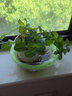 意軒綠植檸檬薄荷盆栽食用綠薄荷草 多肉碰碰香 香草植物 一盆 含盆 曬單實(shí)拍圖