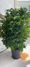 瑰瑋幸福樹(shù)盆栽大型常綠四季常青綠寶室內植物平安樹(shù)客廳辦公室棒棒糖 幸福樹(shù)70-80厘米（原盆） 曬單實(shí)拍圖