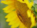 KamLan kamlan 50mm f1.1 微單大光圈人像定焦手動(dòng)相機(jī)鏡頭 m4/3【Ⅱ代】 手動(dòng)對(duì)焦鏡頭 曬單實(shí)拍圖