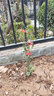 清韻伊人 月季花苗爬藤薔薇月季花樹(shù)陽(yáng)臺盆栽花卉庭院爬墻植物四季開(kāi)花 王妃 中苗90-100厘米高 曬單實(shí)拍圖