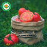 【新疆 有機西紅柿】新鮮買蔬菜自然熟沙瓤大番茄普羅旺斯 【寶寶小果】 2.5kg 約33枚 曬單實拍圖