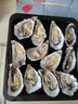 樂食港【活鮮】 Gillardeau吉娜朵 法國生蠔鮮活進(jìn)口吉拉多牡蠣  N1（120-135g/只 12只） 曬單實(shí)拍圖