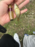 熊火超短節(jié)釣魚(yú)竿袖珍溪流竿小物竿37調(diào)迷你便攜手桿兒童魚(yú)竿鳑鲏釣蝦 1.5m 37調(diào) 竹節(jié)短節(jié)竿+垂釣禮包 曬單實(shí)拍圖