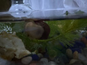 云峰海瑞黑壳虾清洁虾观赏虾 鱼缸水族箱水草缸清洁除藻淡水 虾螺蟹鱼清洁套餐 实拍图