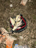 達摩 浮漂高靈敏醒目魚(yú)漂鯽魚(yú)滑漂黑坑漂淺水漂深水野釣CL蘆葦系列 CL206加粗尾-底釣混養 1號 曬單實(shí)拍圖