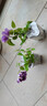円空鐵線(xiàn)蓮攀援爬藤花苗陽(yáng)臺植物盆栽包對版多花當年開(kāi)花 円空1.5年苗 不含盆 曬單實(shí)拍圖