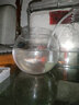 共度（Gong Du）桌面小魚(yú)缸 圓形金魚(yú)缸 玻璃迷你型懶人客廳家用辦公室熱彎魚(yú)缸 小號桌面魚(yú)缸  裸缸直徑12CM 高度9cm 曬單實(shí)拍圖