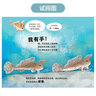 加油！斑點(diǎn)長(cháng)手魚(yú)，澳大利亞兒童圖書(shū)協(xié)會(huì )最佳童書(shū)獎，4-6-8歲保護海洋瀕危動(dòng)物教育繪本，常立老師 曬單實(shí)拍圖