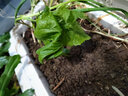 壽禾蔬菜秧苗大全壽光四季蔬菜苗帶土種苗茄子番茄辣椒苗秧陽(yáng)臺盆栽 壽光長(cháng)苦瓜苗帶土幼苗 5棵 曬單實(shí)拍圖