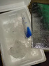 安峰山鮮活花甲 鮮活發(fā)貨新鮮海鮮花甲無沙花蛤花蛤文蛤新鮮貝類蜆子 花 2斤 曬單實拍圖