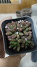 柏農多肉 植物 盆栽組合 肉肉辦公室內盆栽不帶盆 虹之玉(單頭3-5cm) 曬單實(shí)拍圖