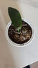 蓋淘蝴蝶蘭盆栽大苗大花室內(nèi)植物四季循環(huán)開花 黃龍 4年苗原育苗盆原土 曬單實拍圖
