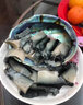 新西蘭進(jìn)口黑金鮑高檔海鮮水產(chǎn)鮮活冷凍超大鮑魚(yú)一頭鮑約500g/個(gè) 1000g/2個(gè) 曬單實(shí)拍圖