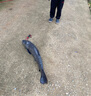 三只鸕鶿德州釣組魚鉤綁好曲柄鉤成品路亞線組亮片防掛底鱸魚 50cm3號(hào)線+3.5克鉛+4號(hào)曲柄鉤 曬單實(shí)拍圖
