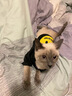 Lanswood狗狗貓咪衣服潮牌秋冬小奶貓防掉毛笑臉衛(wèi)衣貓咪狗狗冬季中小型犬 黑色 L(背長(zhǎng)25cm胸圍40cm) 曬單實(shí)拍圖