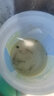 瑞美人手工釣河蝦鉤釣青蝦草蝦鉤釣蝦鉤子自帶鉛墜配重中鉤率高 【釣蝦鉤】5枚 曬單實(shí)拍圖
