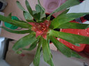 玖枝苑鴻運當頭帶盆栽好花卉小紅星辦公室綠植套裝水養植物 室內鳳梨 鴻運當頭 簡(jiǎn)易盆 曬單實(shí)拍圖