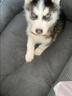 寧寵 哈士奇幼犬活體寵物狗狗小狗幼犬活體二哈小狗崽活物雪橇犬 混血級 公 曬單實拍圖