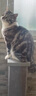 SmartCat立式貓抓柱爪爪樂劍麻貓抓板霧霾灰貓爬架貓咪用品耐抓 灰色 3832G灰色立式羅馬柱 曬單實(shí)拍圖