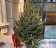 真圣誕樹(shù)真樹(shù)盆栽真正的圣誕樹(shù)香松樹(shù)挪威云杉樹(shù)苗鮮活的室內綠植 1.8-2米高圣誕樹(shù)真樹(shù)+盆+裝飾 【精品樹(shù)形】 曬單實(shí)拍圖