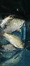 阿盧H09浮漂納米魚(yú)漂高靈敏鯽魚(yú)漂黑坑野釣行程接口鯉魚(yú)漂垂釣用品 LPH09(15目) 3號(hào)(吃鉛約2.66克) 曬單實(shí)拍圖