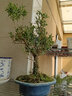 孫凱（SUNKAI）小葉黃楊盆景瓜子黃楊造型樹(shù)樁室內開(kāi)花結果老樁 劃算套餐球形(黃楊+雀梅) 不含盆 曬單實(shí)拍圖