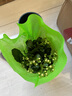 沭之美 長(cháng)壽花綠植觀(guān)花室內盆栽 長(cháng)壽花粉色+0.5塑料加侖盆 源頭直發(fā) 曬單實(shí)拍圖