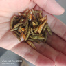 淡水龜糧無(wú)鹽淡水蝦烏龜飼料淡水魚(yú)草龜干龜幼龜巴西龜零食食物 【1300-1500】條高鈣無(wú)鹽 高鈣無(wú)鹽魚(yú)蝦面包蟲(chóng)混裝 曬單實(shí)拍圖
