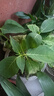 繡球花苗無(wú)盡夏帶花苞四季開(kāi)花繡球花盆栽庭院好養花卉植物室內花 無(wú)盡夏【大花繡球-無(wú)盡星河】 中苗【當年開(kāi)花】原盆寬15cm高30cm冠25cm 曬單實(shí)拍圖