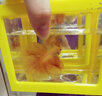 月光水母魚缸造景水晶質(zhì)感玻璃砂通透石頭底砂魚缸水族箱造景裝飾 糖果藍(lán)(3-5cm)顏色形狀隨機(jī) 曬單實(shí)拍圖