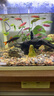 森悠冷水觀(guān)賞魚(yú)長(cháng)鰭長(cháng)尾熒光蝶翼斑馬魚(yú)大號好養練手 綠翡翠蝶翼斑馬3-5cm4條 曬單實(shí)拍圖