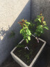 姜南海棠花盆栽長(cháng)壽冠海棠四季開(kāi)花日本海棠室內樹(shù)樁盆景實(shí)物 2號鐵桿海棠 30-50厘米高苗 曬單實(shí)拍圖