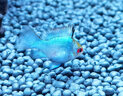 云峰海瑞魚缸水族箱造景水草泥 亞馬遜ada水草泥魚缸底砂肥料造景陶粒砂 水草泥8L 曬單實(shí)拍圖