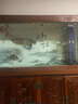 馬印神燈 金龍魚專用燈 魚缸燈LED防水燈雙模式金藍白增艷燈草燈 112CM金光32W/藍光35W 雙光可切換 曬單實拍圖