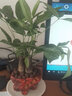 瑰瑋發(fā)財樹(shù)桌面小盆栽花卉綠植物辦公室內吸甲醛綠蘿文竹水培樹(shù)好養 獨桿發(fā)財樹(shù)(事業(yè)騰飛瓷盆) 含盆 曬單實(shí)拍圖
