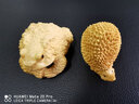 御木軒 黃楊木雕手把件招財(cái)進(jìn)寶金蟾金蟾純手工雕刻工藝品家居客廳擺件 小葉黃楊木 金蟾一只 曬單實(shí)拍圖