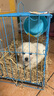 咯咪純種比熊幼犬純種狗狗活體寵物狗幼崽法國卷毛比熊犬小型犬小狗仔 寵物級 母 曬單實拍圖