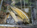 娛野日本進(jìn)口新關(guān)東魚鉤無倒刺鯉魚鉤散裝高碳鋼釣魚鉤強(qiáng)到爆競技混養(yǎng) 50枚新關(guān)東黑(有刺) 4# 曬單實(shí)拍圖