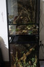 REPTIZOO陸龜飼養箱爬寵缸鬃獅變色龍蜥蜴守宮玻璃爬缸爬蟲(chóng)箱【RK飼養缸】 45*45*60CM【RK0110NS】 曬單實(shí)拍圖