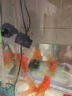松寶松寶 魚(yú)缸造浪泵 水族箱沖浪泵 魚(yú)缸增氧泵 水族用品 WP50M配60cM以下魚(yú)缸3w 曬單實(shí)拍圖