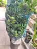 虹越（HONGYUE）新優(yōu)果苗 菲油果盆栽苗  花園常綠果樹(shù)苗 【菲油果】安德瑞 1加侖嫁接苗 曬單實(shí)拍圖