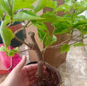 蘇躍 【買2送1】三角梅樹(shù)苗盆栽室內(nèi)陽(yáng)臺(tái)爬藤植物勒杜鵑花苗重瓣大 精品多色B款 三年苗買兩顆送一顆 曬單實(shí)拍圖