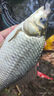 美克杰浮珠對撞醒目豆魚(yú)漂小配件彩色泡沫加粗浮球靈敏浮子釣魚(yú)用品漁具 5對【5紅頂珠+5黃滑珠】盒裝 曬單實(shí)拍圖
