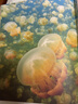 英文原版 DK An Anthology of Aquatic Life 關(guān)于水生生物選集  DK兒童海洋百科全書(shū) 攝影集 Ben Hoare 綠山墻 . 曬單實(shí)拍圖