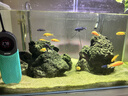 BESSN鈦片龍魚(yú)缸加熱棒大魚(yú)缸自動(dòng)恒溫變頻省電水族箱加溫棒防爆加熱器 鈦芯500W蜂鳴報警/90-120CM缸適用 曬單實(shí)拍圖