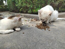 麥富迪（Myfoodie）全價(jià)貓糧三文魚(yú)魚(yú)油系列 成貓幼貓糧國(guó)產(chǎn) 英短布偶流浪貓美短緬因 三文魚(yú)魚(yú)油配方 丨幼貓10kg 曬單實(shí)拍圖