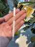 rurihai 適用蘋果14系列邊框膜防塵網(wǎng)貼紙喇叭聽筒防塵iPhone側(cè)邊手機(jī)保護(hù)貼膜 蘋果14Pro【聽筒防塵側(cè)邊膜】2套裝 曬單實(shí)拍圖