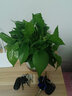 泰西絲鮮活綠植盆栽大綠蘿花卉植物水培室內陽(yáng)臺 螺紋盆儲水綠蘿 含盆 曬單實(shí)拍圖